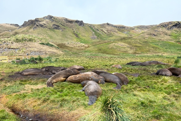 Sleeping Seals